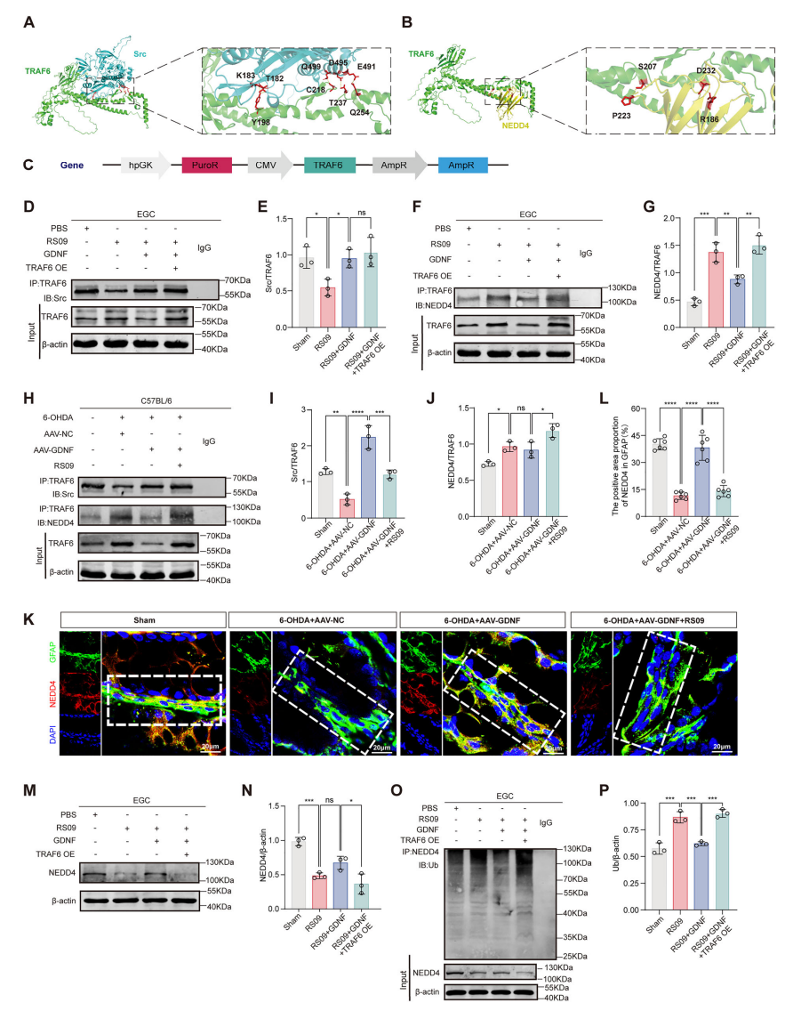 GDNF blocks the ubiquitin-dependent degradation of NEDD4 via competitive binding to TRAF6 with Src GDNF blocks the ubiquitin-dependent degradation of NEDD4 via competitive binding to TRAF6 with Src
